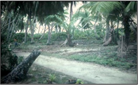 ::MARINE CEMETERY in 1985.jpg